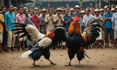 bali cockfighting culture debate