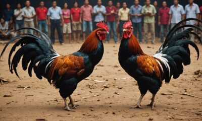 cockfighting tradition and legality