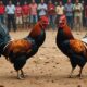 cockfighting tradition and legality